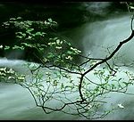 Tree Branch and Water